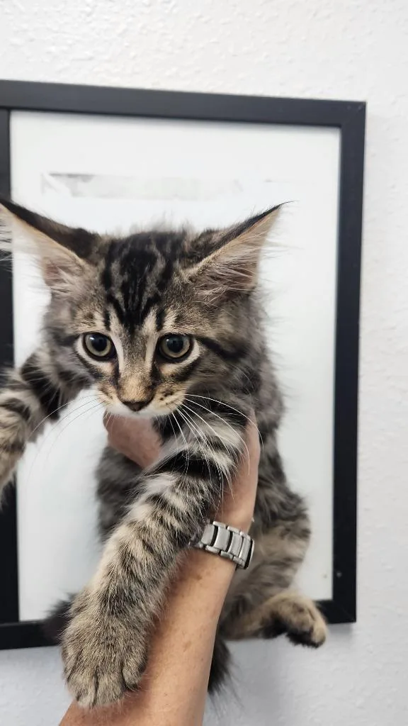 A baby small-sized male Domestic Long Hair cat named Mac for adoption in Brookings, OR
