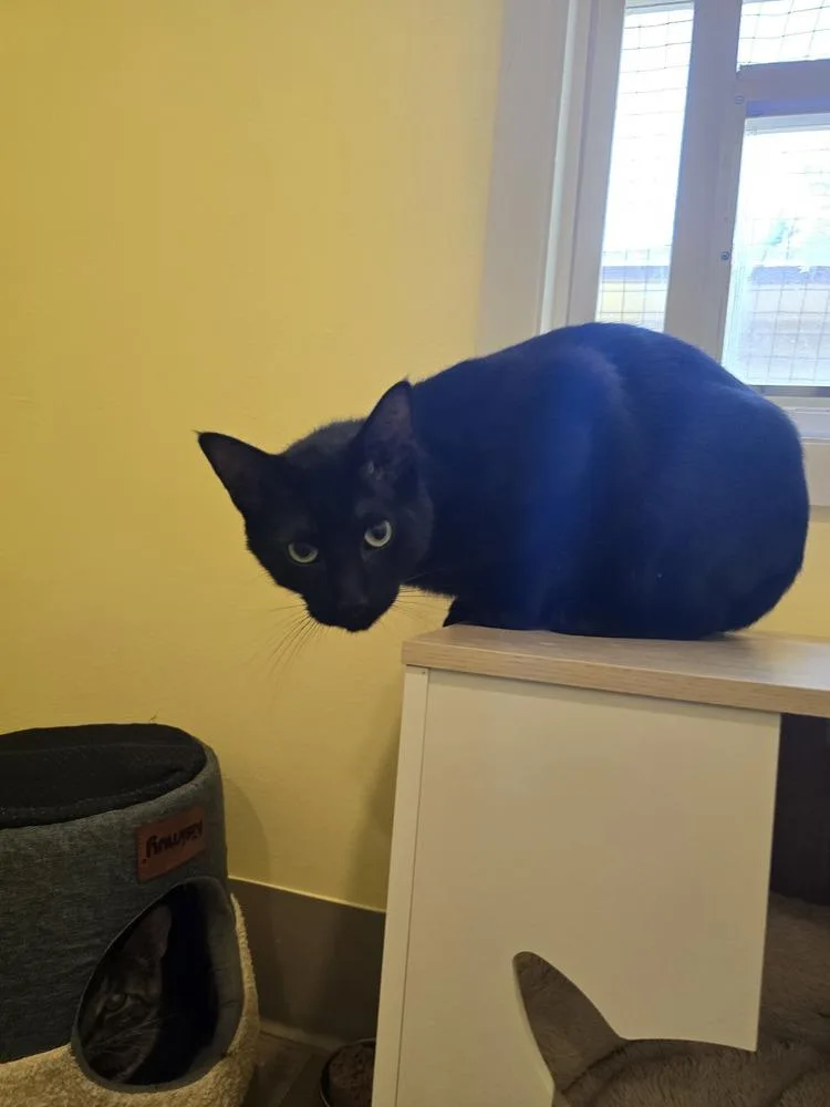 A young medium-sized male Black Domestic Short Hair cat named Kevin for adoption in Vancouver, WA