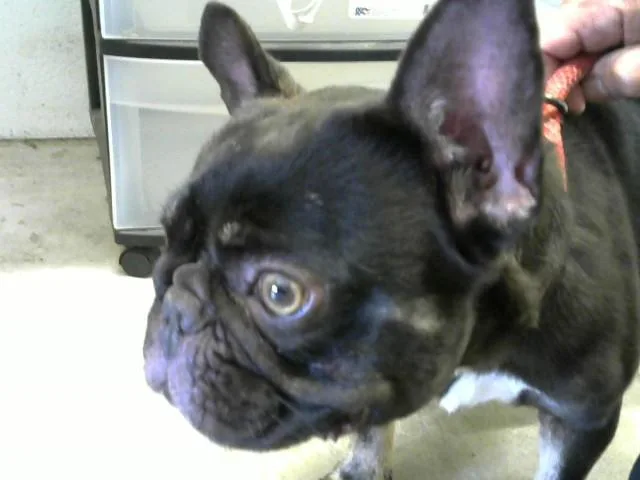 A young small-sized male French Bulldog dog named Dynamite for adoption in Toledo, OH