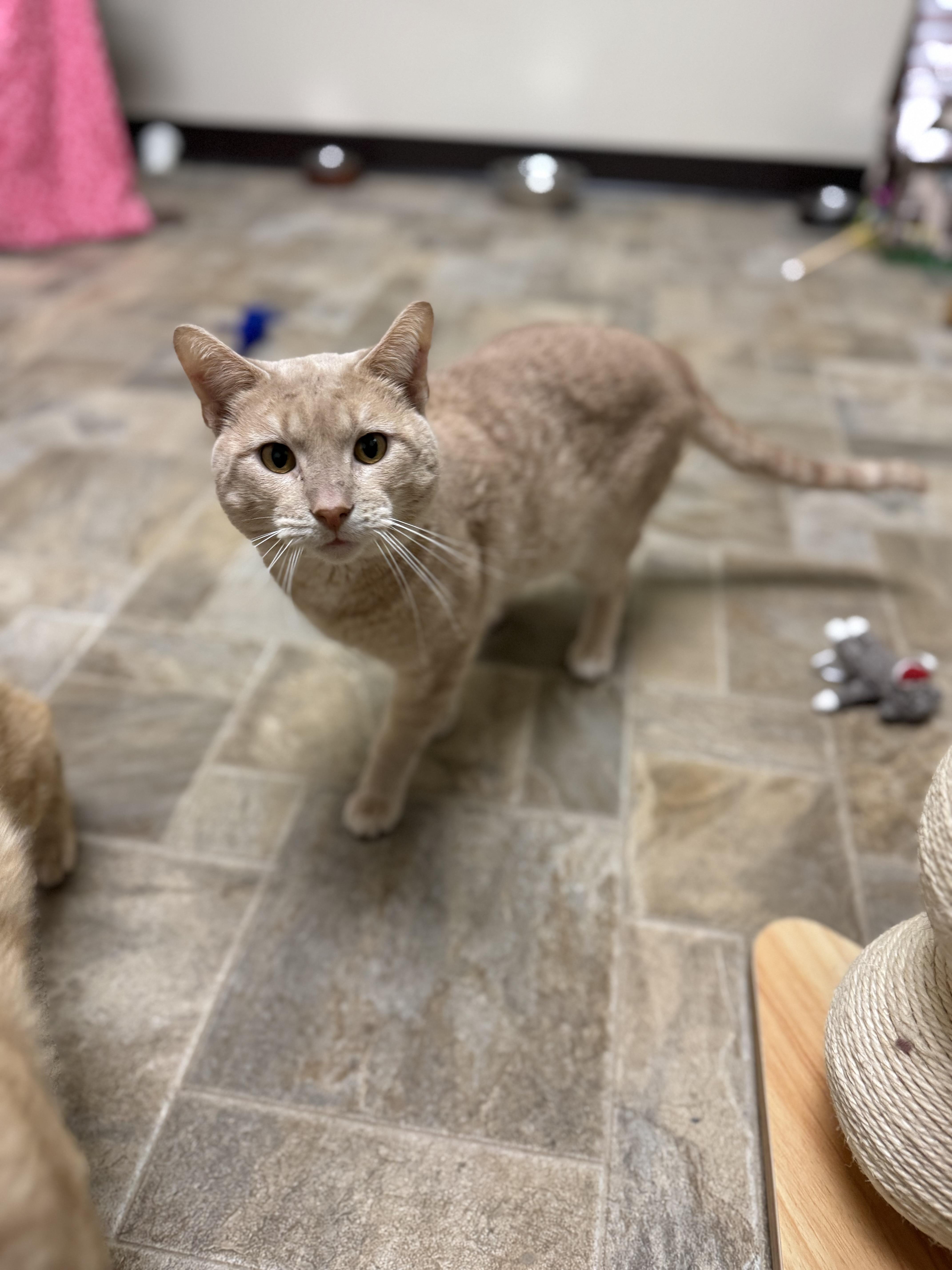An adult medium-sized male Buff & White Domestic Short Hair cat named Franco for adoption in Dodgeville, WI