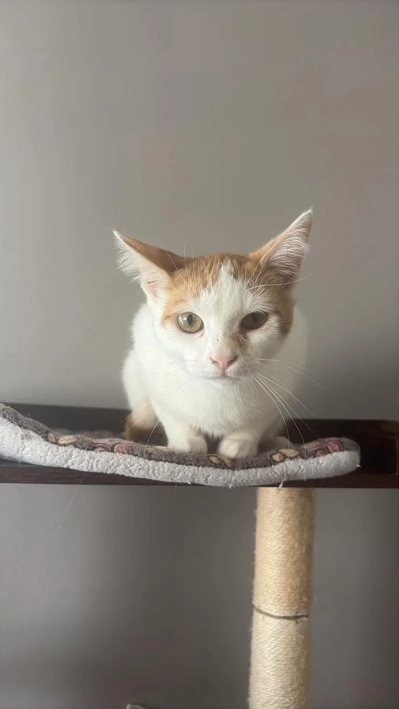 A baby small-sized male American Shorthair cat named Cody for adoption in Seward, NE