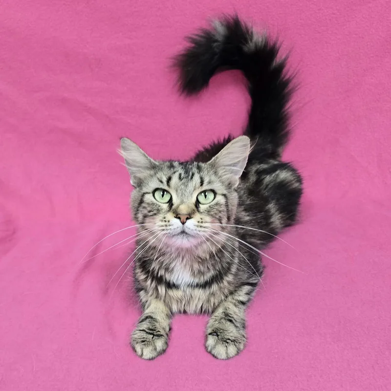 A young medium-sized female Domestic Medium Hair cat named Chloe Anne for adoption in Frankfort, IN