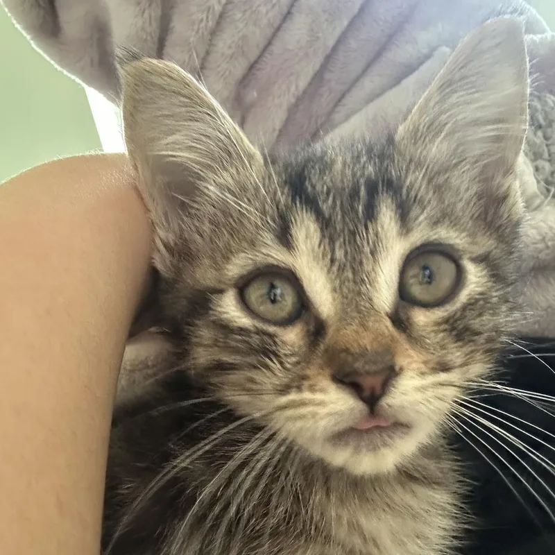 A young medium-sized female Brown / Chocolate Domestic Short Hair cat named Avalanche Warning for adoption in Austin, TX