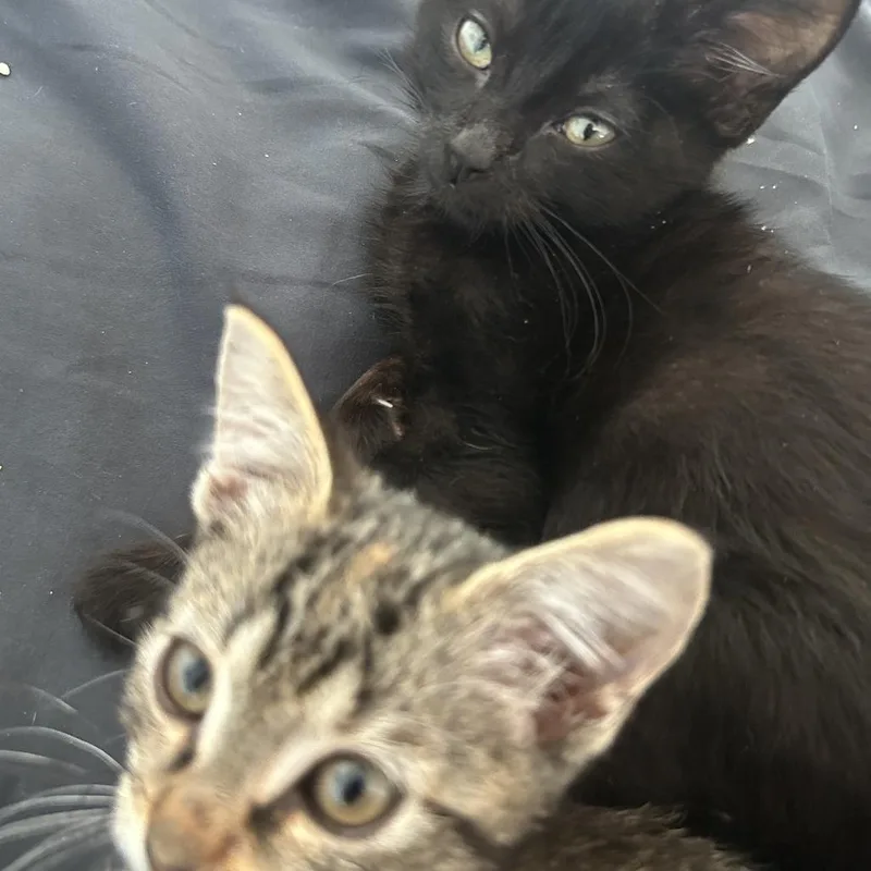 Avalanche Warning thumbnail 4