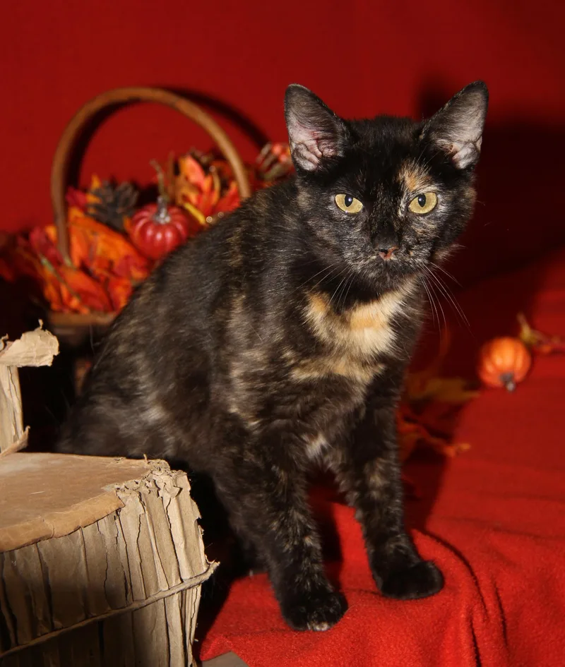 An adult medium-sized female Tortoiseshell cat named Maple for adoption in Marietta, OH