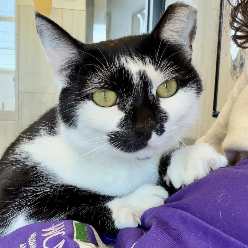 A young large-sized female Black Domestic Short Hair cat named Pandy Cat for adoption in Franklin, TN