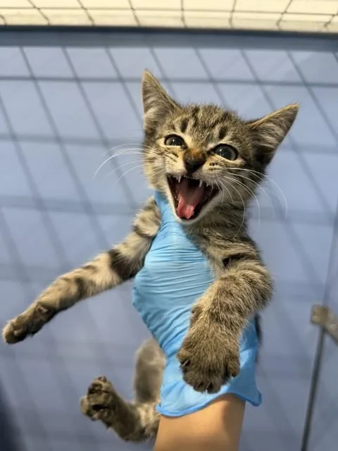 A baby small-sized male Domestic Short Hair cat named Monty for adoption in San Bernardino, CA