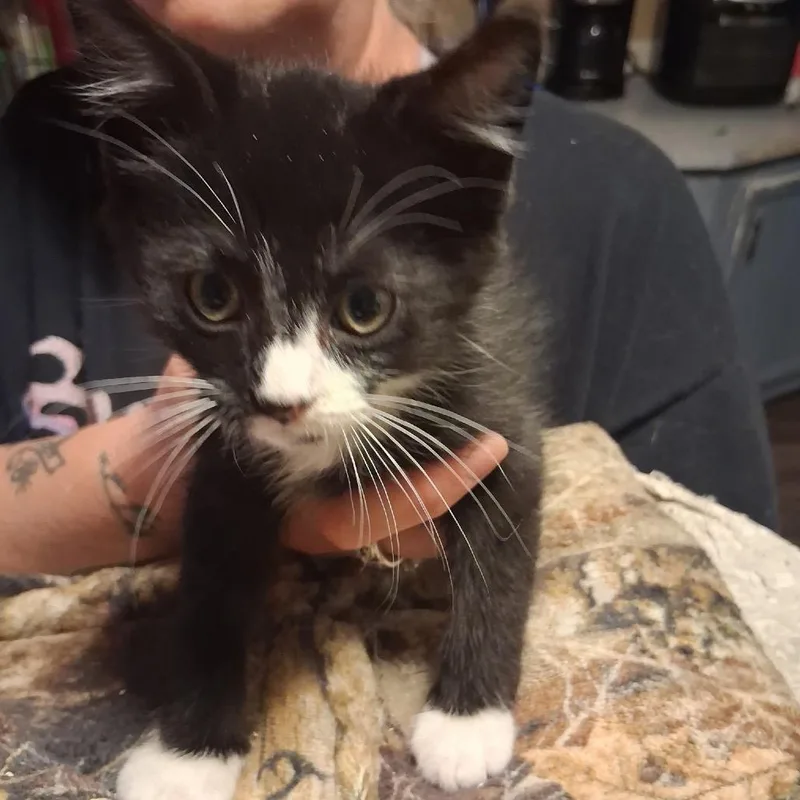 A baby small-sized male Black Domestic Short Hair cat named Oreo for adoption in Springfield, IL