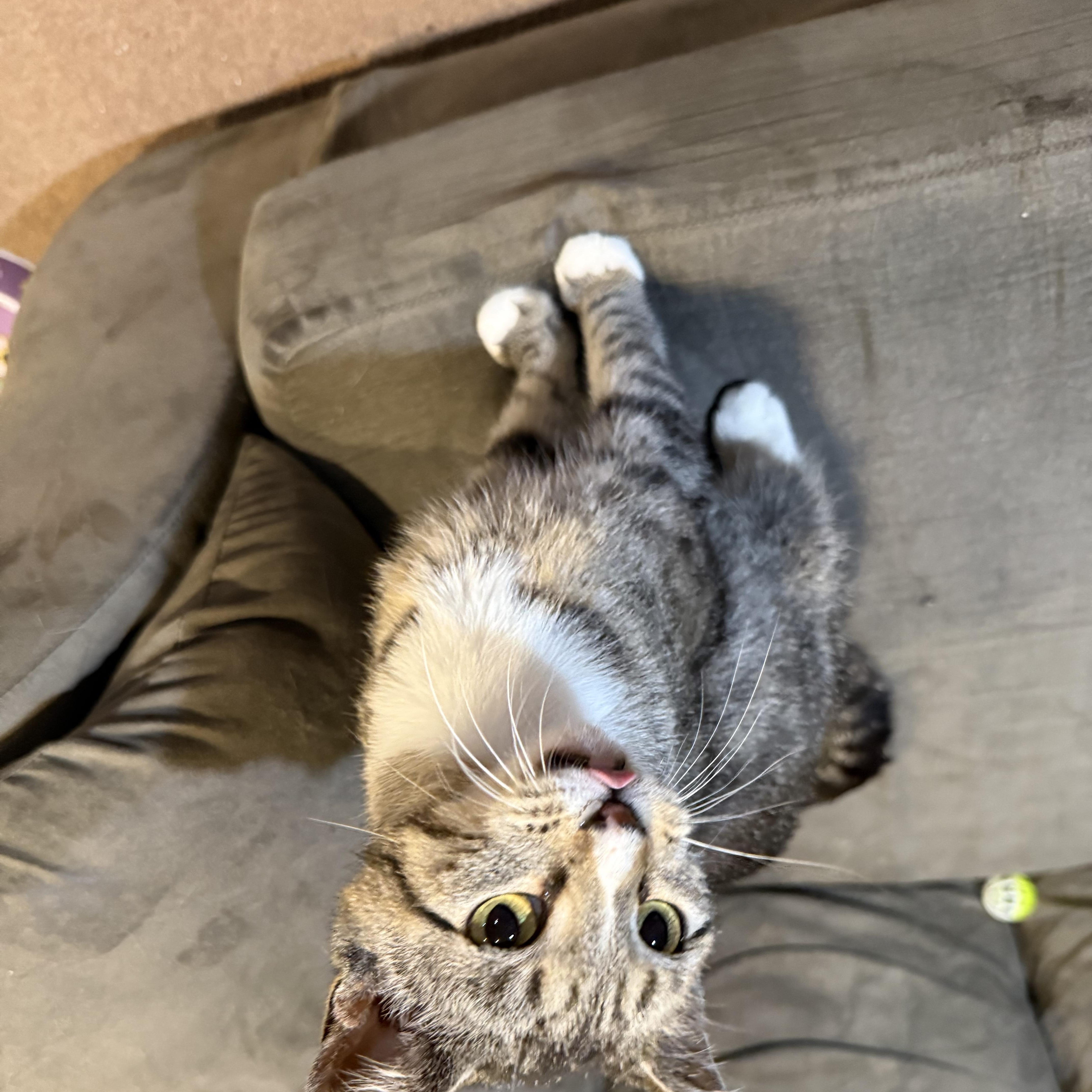 An adult medium-sized female Tabby (Gray / Blue / Silver) Domestic Short Hair cat named Samantha for adoption in Mineral Point, WI