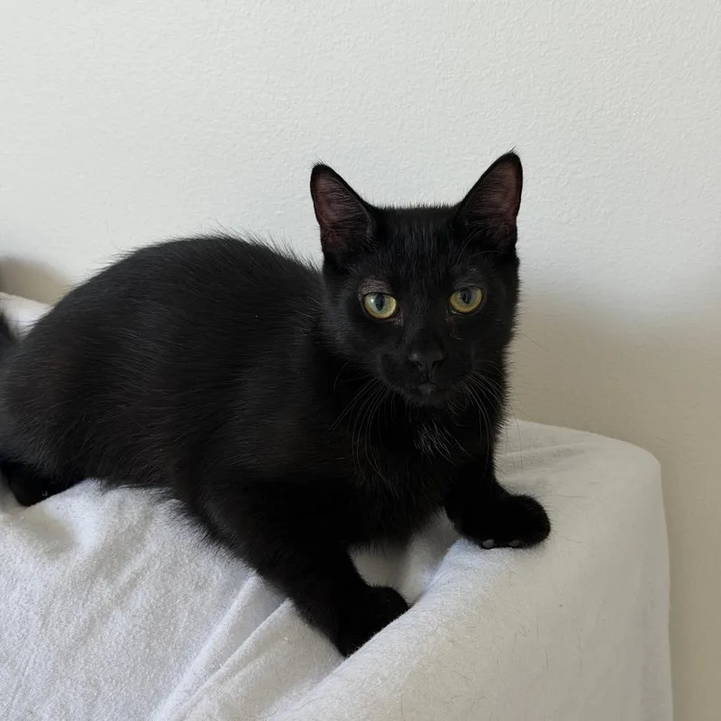 A young medium-sized male Black Domestic Short Hair cat named Albert Einstein for adoption in Hamburg, NY
