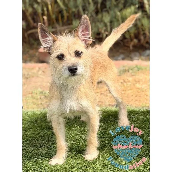 An adult small-sized male Cairn Terrier dog named Canelo COH for adoption in Inglewood, CA