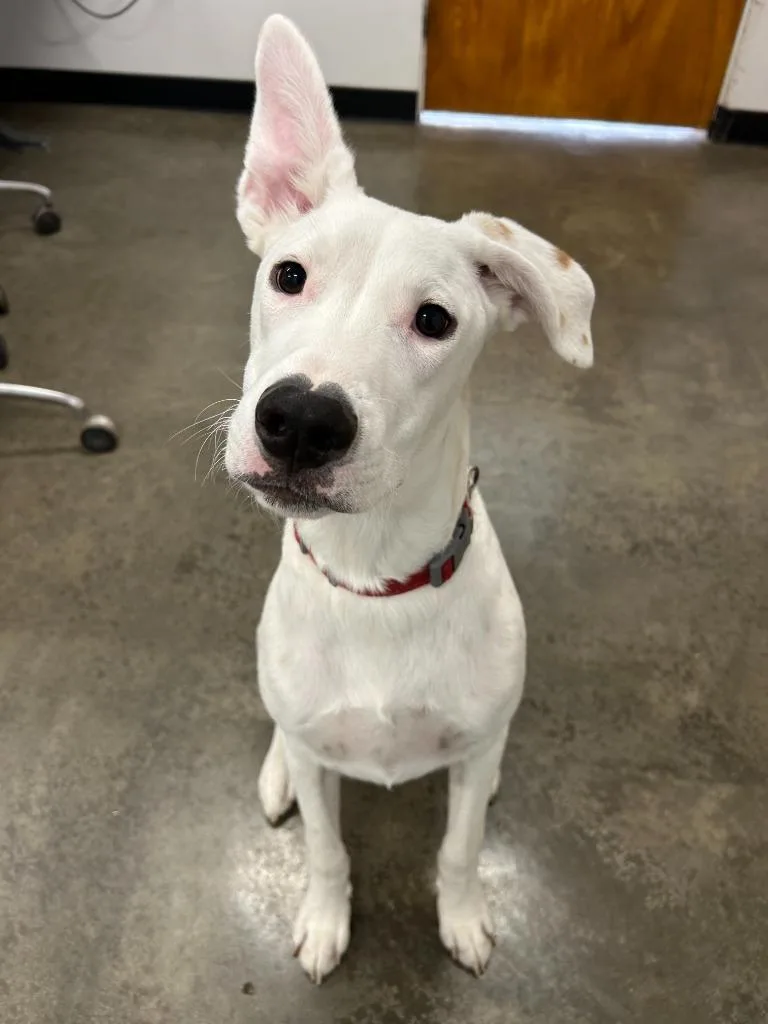 A baby large-sized male Mixed Breed dog named Frankie for adoption in Thousand Oaks, CA