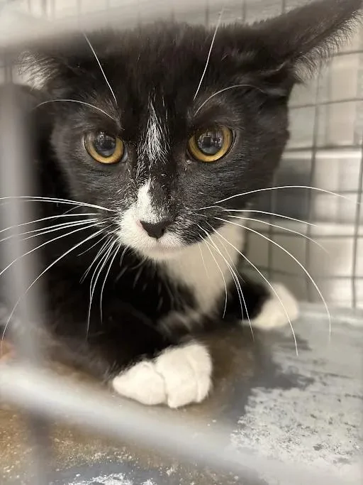 A young small-sized male Domestic Short Hair cat named Mac for adoption in Las Vegas, NV