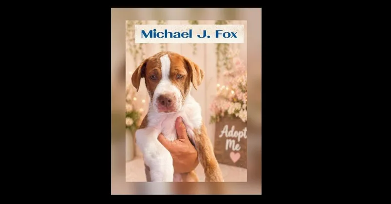 Michael J Fox thumbnail 6