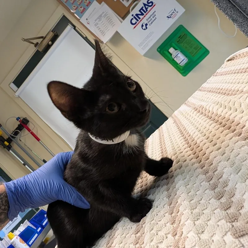 A baby small-sized female Domestic Short Hair cat named Nike for adoption in Los Angeles, CA