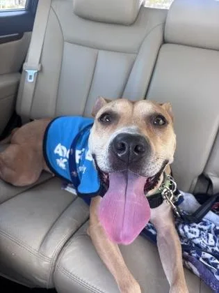 An adult large-sized female Black Mouth Cur dog named a Beatrix for adoption in North Charleston, SC