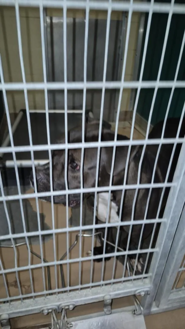 An adult large-sized male Pit Bull Terrier dog named Wolfgang Puck for adoption in Texas City, TX