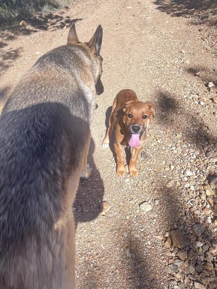 A baby medium-sized female Shepherd dog named Sandy for adoption in Thornton, CO