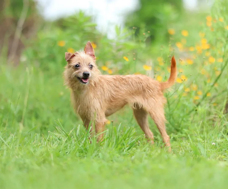 An adult small-sized female Apricot / Beige Chihuahua dog named Dixie Pds for adoption in Lucedale, MS