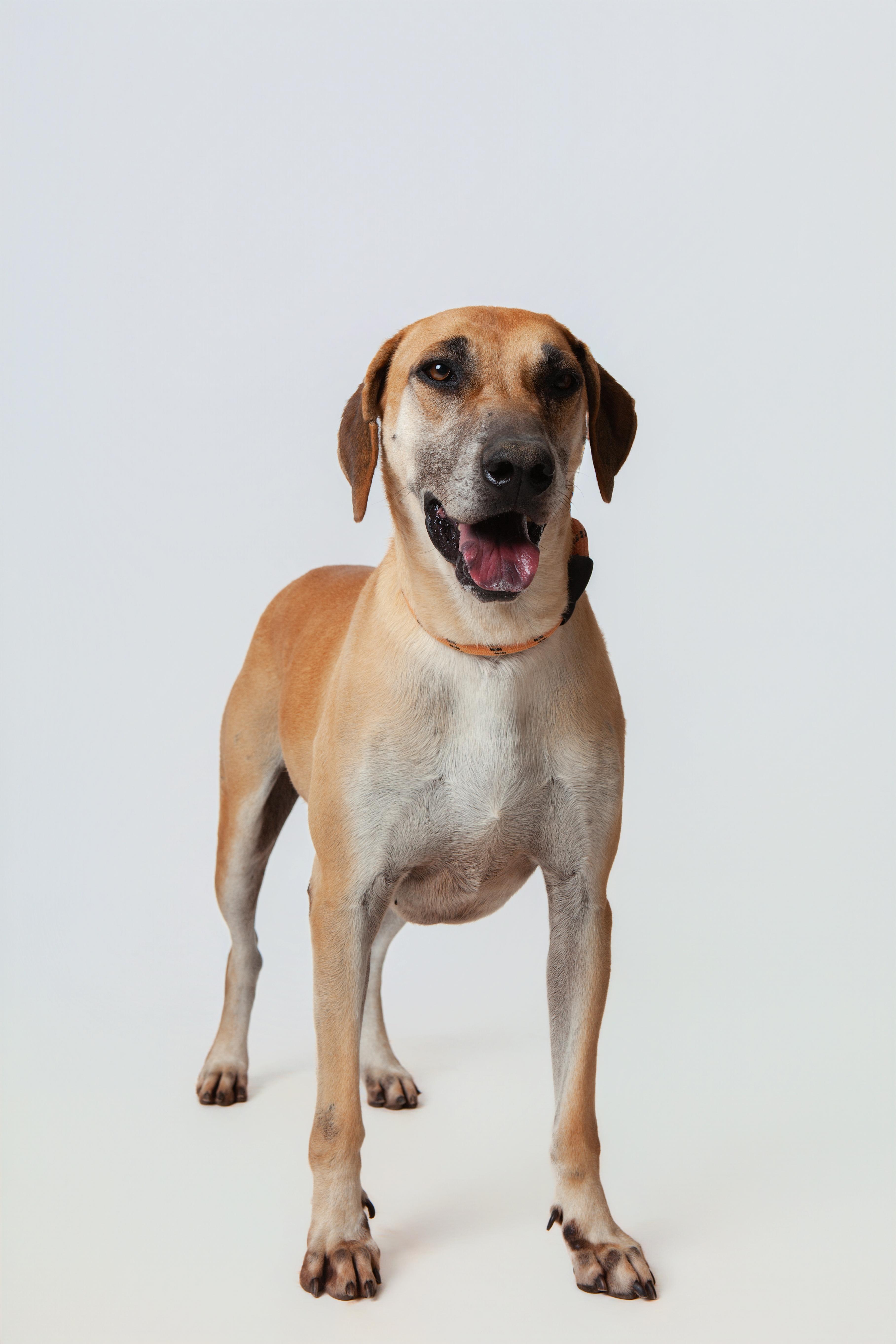 Handsome Buck thumbnail 3