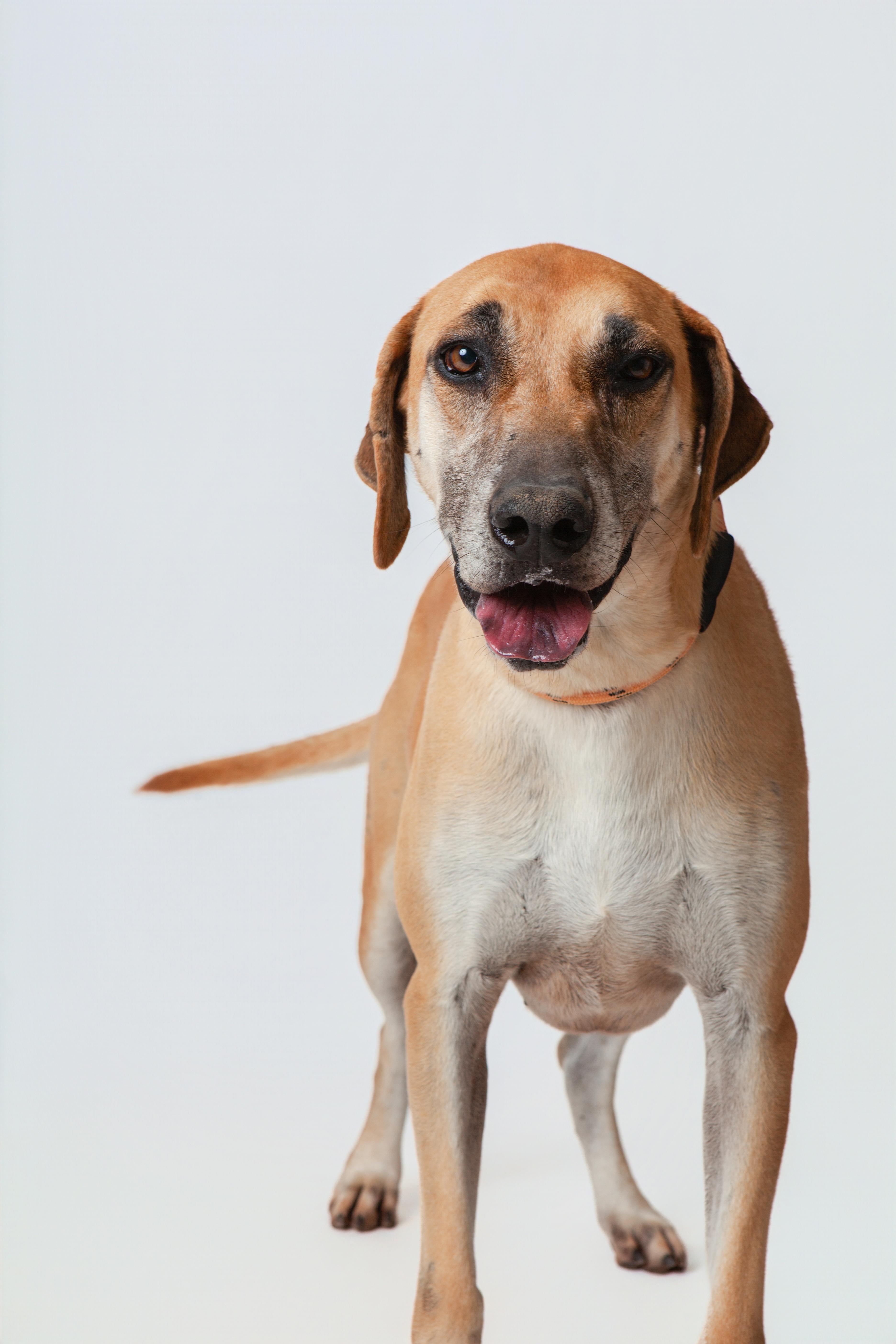 Handsome Buck thumbnail 4