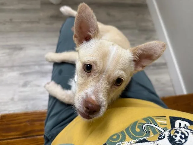 A baby small-sized female Apricot / Beige Terrier dog named Tilly for adoption in Dale, TX