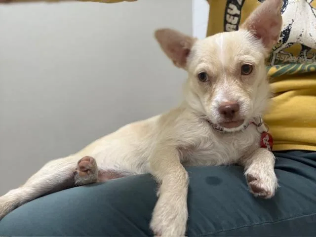 Tilly thumbnail 3