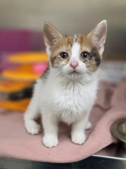 A baby small-sized female Domestic Short Hair cat named Indigo for adoption in Westland, MI