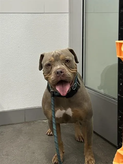 A young large-sized female Pit Bull Terrier dog named Starr for adoption in Mesa, AZ