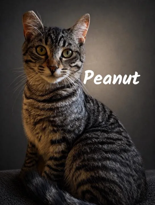A young medium-sized female Black Domestic Short Hair cat named Peanut for adoption in Auburn, CA