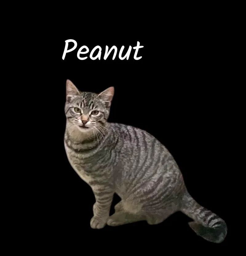 Peanut thumbnail 2