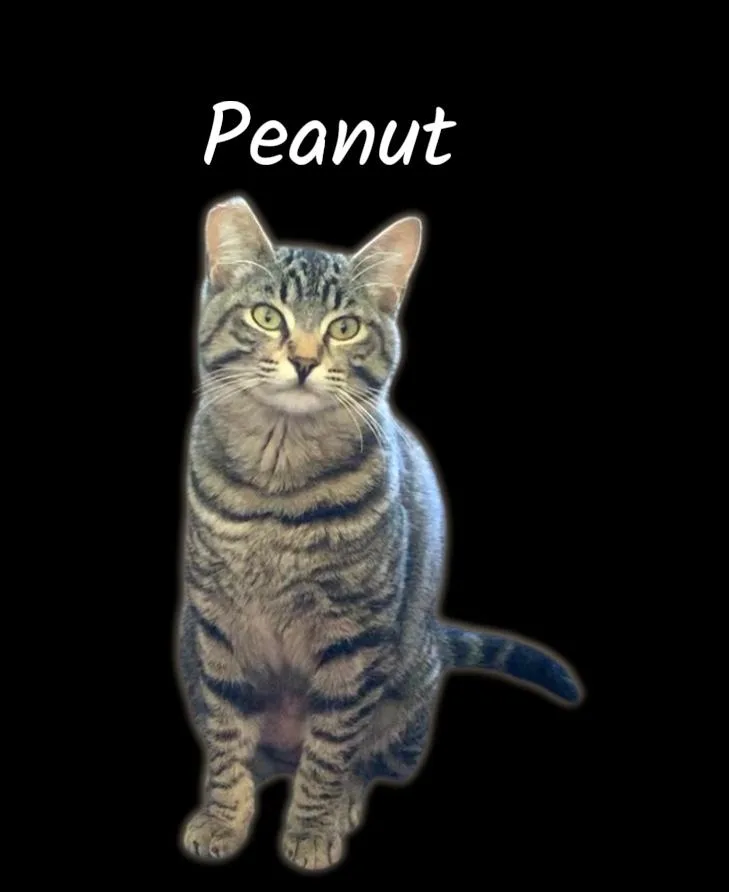 Peanut thumbnail 3