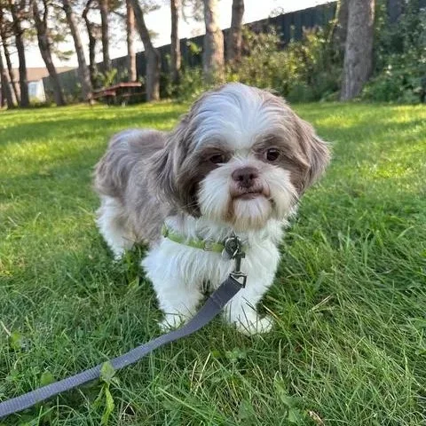 An adult small-sized female Shih Tzu dog named Granada for adoption in Hartland, WI