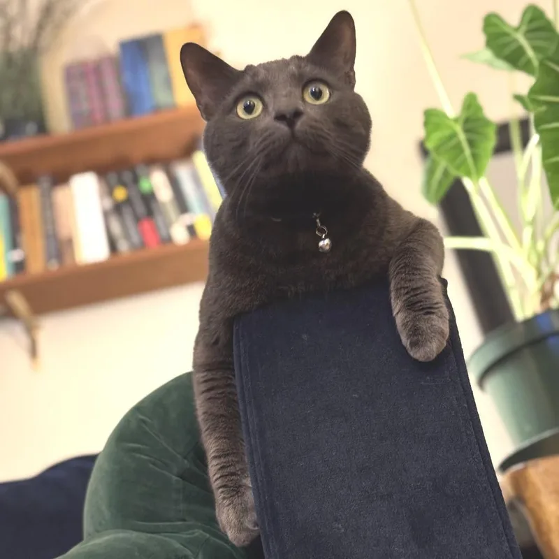 An adult small-sized male Gray / Blue / Silver Domestic Short Hair cat named Fendi for adoption in Los Angeles, CA