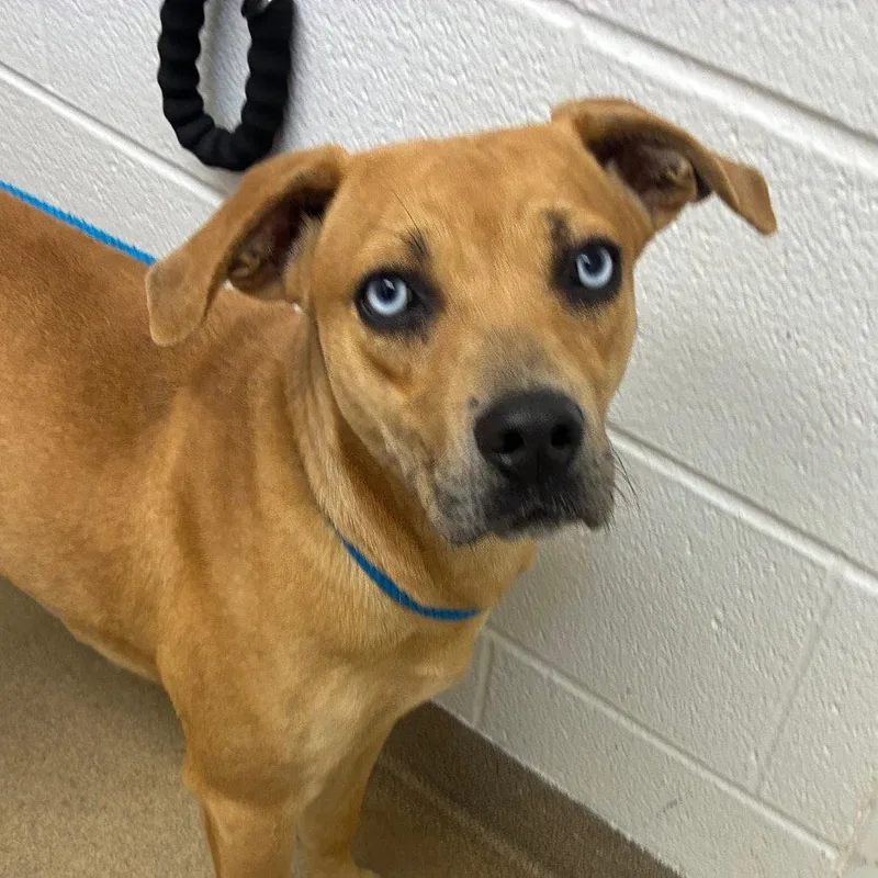 An adult medium-sized female Mountain Cur dog named Gretal Gch for adoption in Rockaway, NJ