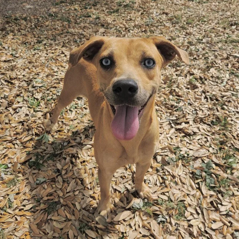 Gretal Gch thumbnail 2