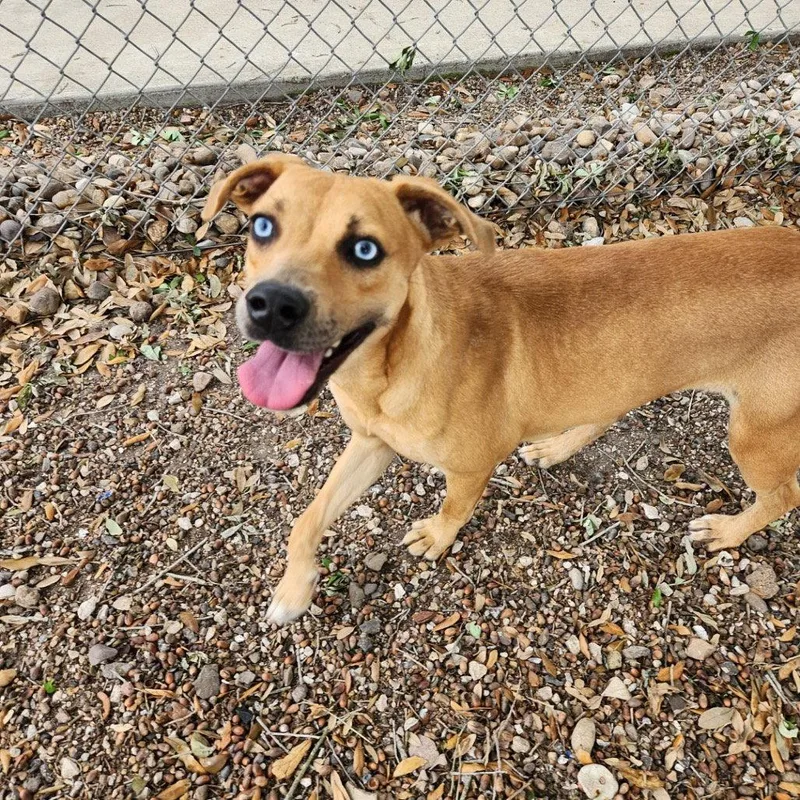 Gretal Gch thumbnail 3