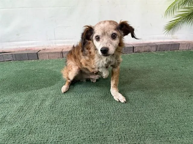A senior medium-sized male Chihuahua dog named Gordo for adoption in Baldwin Park, CA