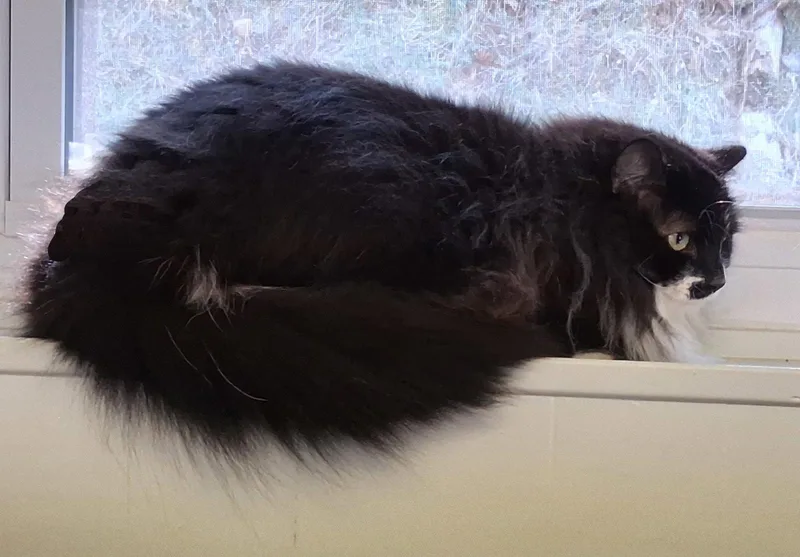 A young large-sized female Black & White / Tuxedo Domestic Long Hair cat named Ophelia for adoption in Mcconnelsville, OH