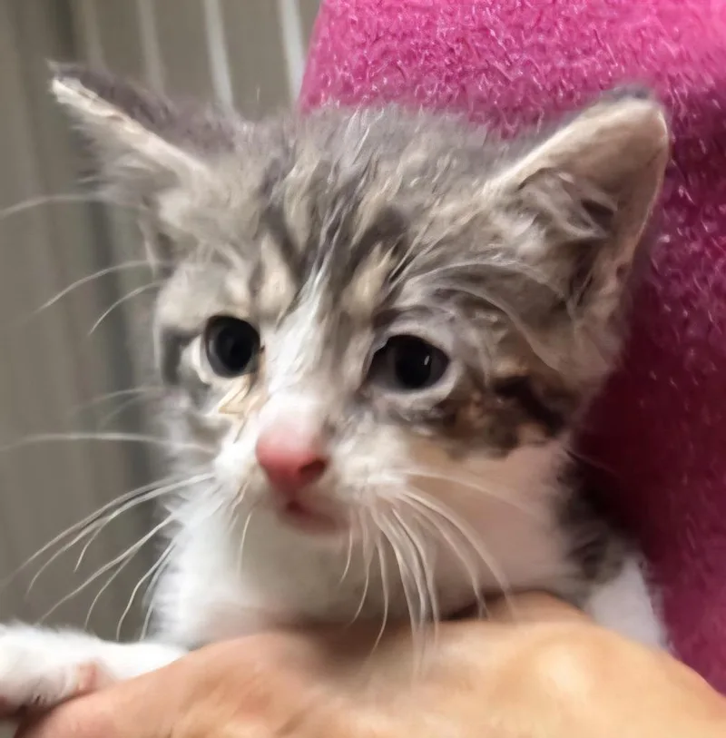 A baby medium-sized male Domestic Short Hair cat named Garrett for adoption in Medford, WI
