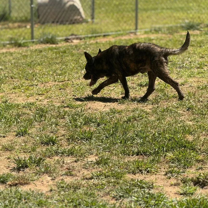 An adult medium-sized male Brindle German Shepherd Dog dog named Yogi Bear for adoption in Blairsville, GA