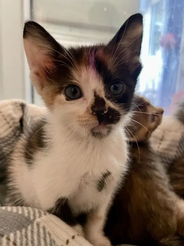 A baby small-sized female Domestic Short Hair cat named Miranda for adoption in Austin, TX