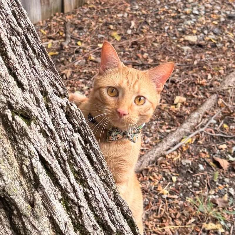 An adult large-sized male Orange / Red Domestic Short Hair cat named Pumpkin for adoption in Indianapolis, IN