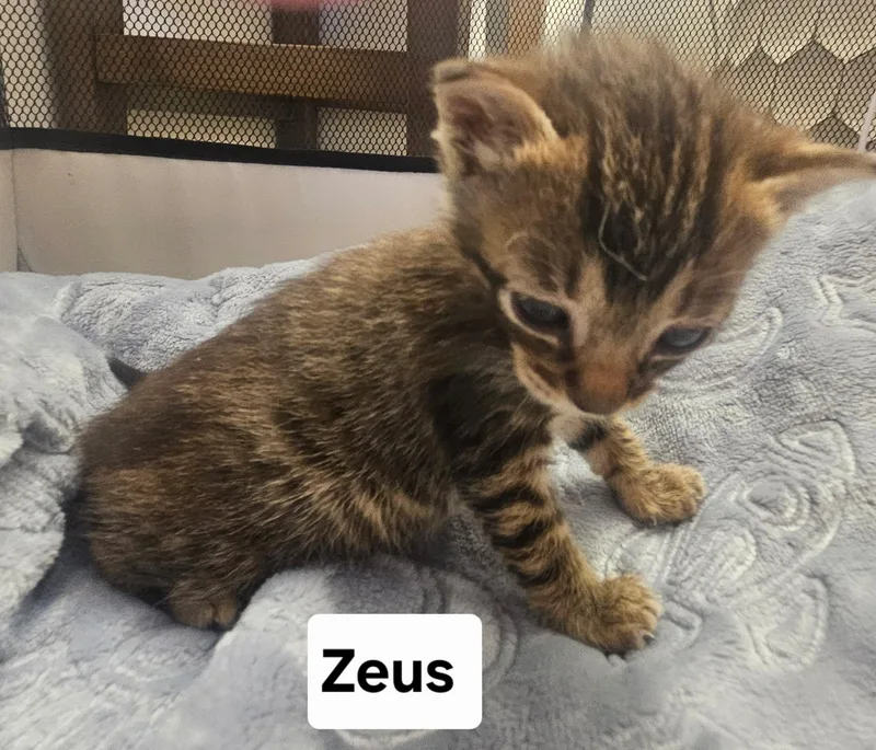 Zeus thumbnail 2