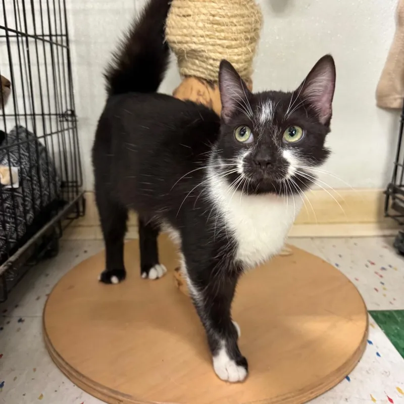 A young medium-sized female Black Domestic Short Hair cat named Ivy for adoption in Hamburg, NY