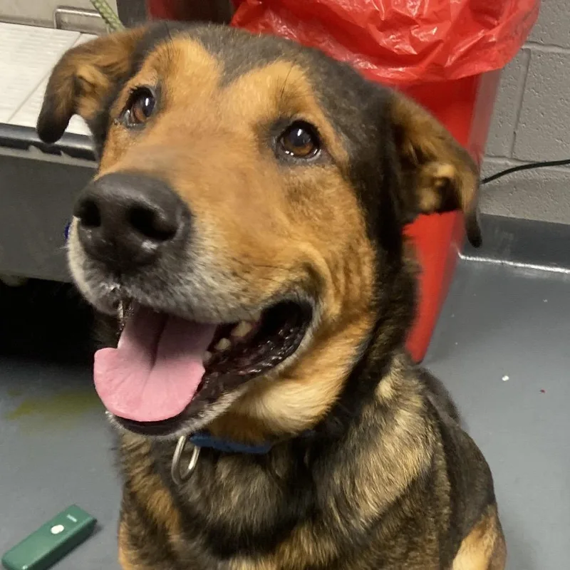 An adult large-sized male Brown / Chocolate Mixed Breed dog named Ryker for adoption in Allentown, PA