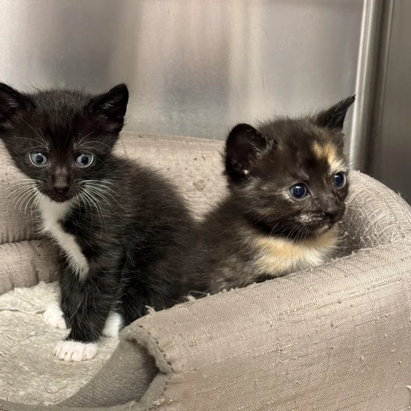 A young medium-sized female Dilute Tortoiseshell Tortoiseshell cat named Callie for adoption in LANETT, AL