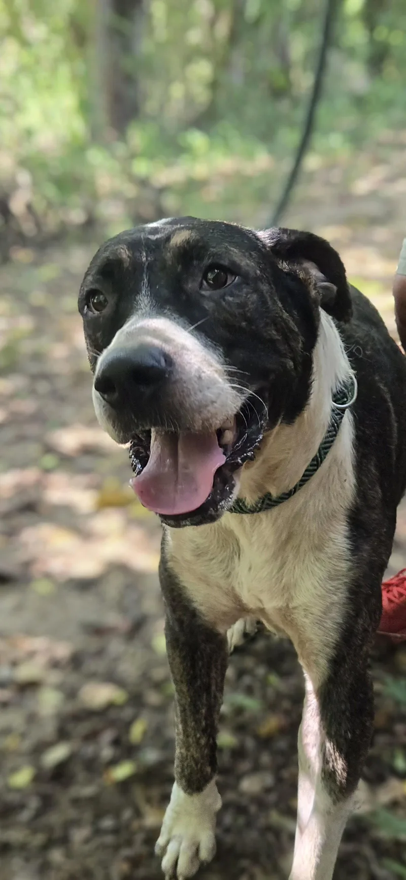 A young large-sized male Hound dog named Phoenix for adoption in Jackson, MS
