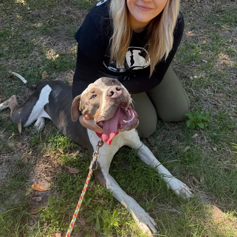 An adult large-sized female Mixed Breed dog named Everly for adoption in Titusville, FL