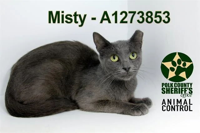Misty